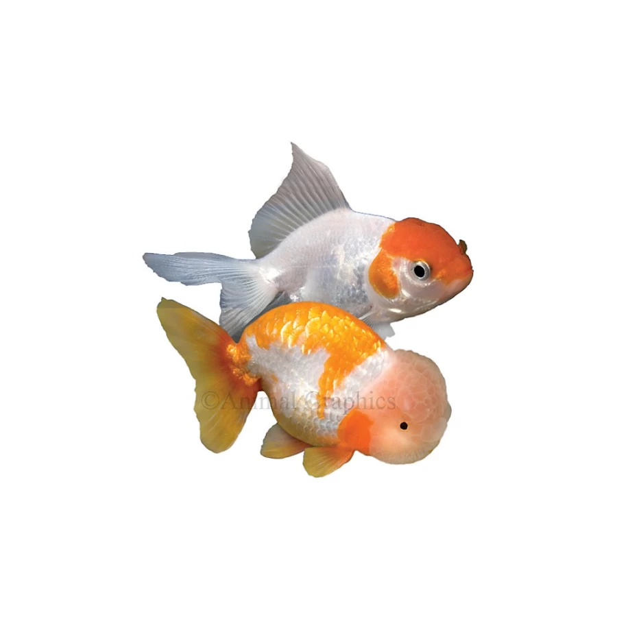 "PetSmart Fancy Goldfish - Vibrant Colors, Healthy & Live Aquatic Fish for Your Aquarium"