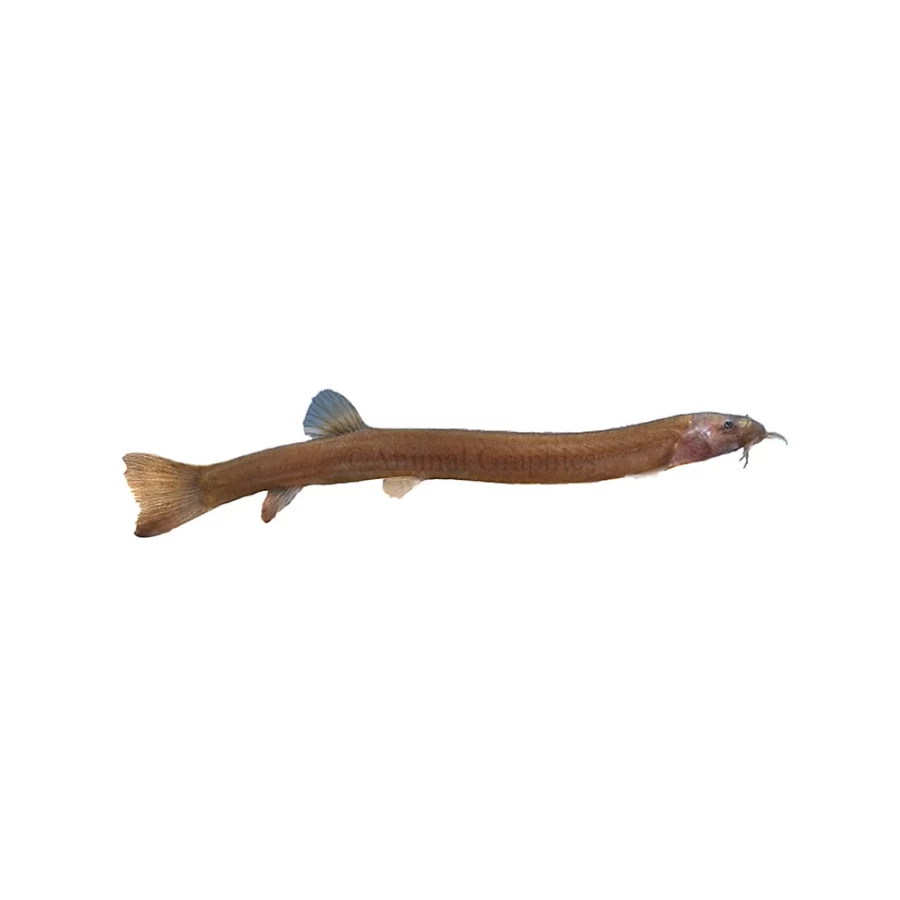 "PetSmart Black Kuhli Loach - Live Freshwater Fish for Aquariums"