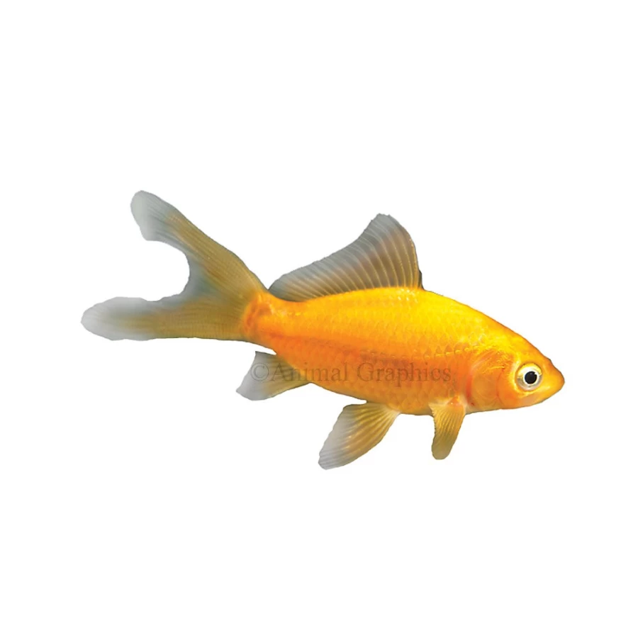 "PetSmart Comet Goldfish - Vibrant Orange Freshwater Fish for Aquariums"
