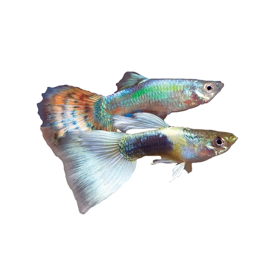 "PetSmart Fancy Guppy Live Tropical Fish for Aquariums – Vibrant Colors, Healthy & Active"