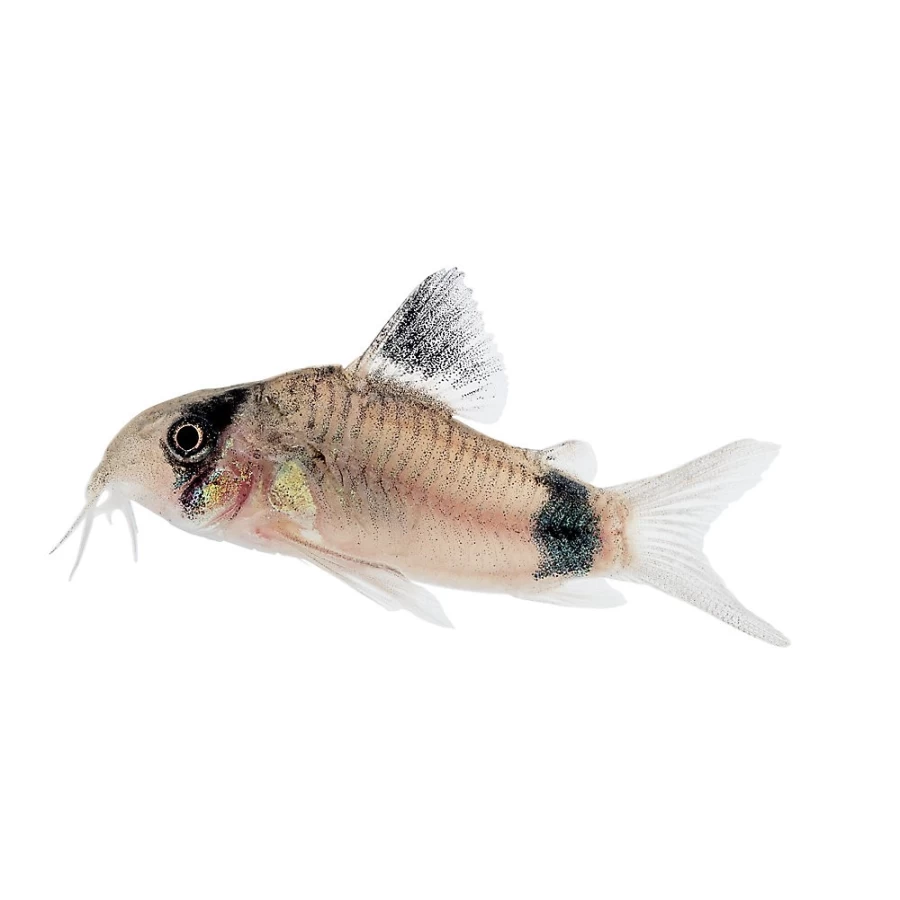 "PetSmart Panda Corydoras Catfish - Live Freshwater Aquarium Fish for Sale"