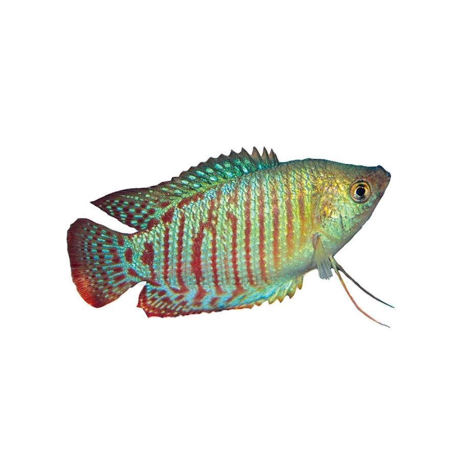 "PetSmart Dwarf Gourami - Vibrant Tropical Fish for Aquariums"