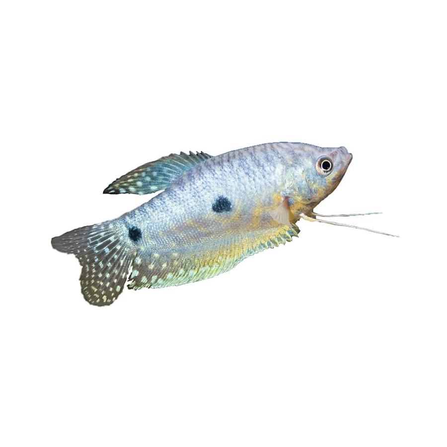 "PetSmart Gourami Fish for Sale – Live Aquarium Fish for Your Tank"