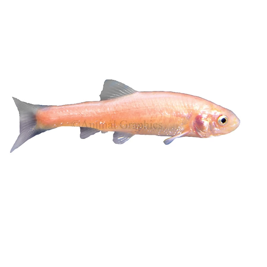 "PetSmart Live Rosy Red Minnows - Freshwater Fish for Aquariums & Ponds"