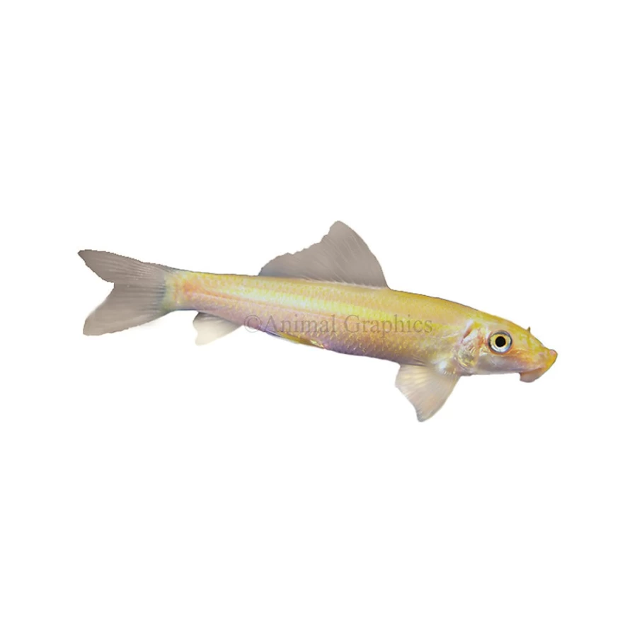 "PetSmart Algae Eater Fish for Freshwater Aquariums – Natural Tank Cleaner"