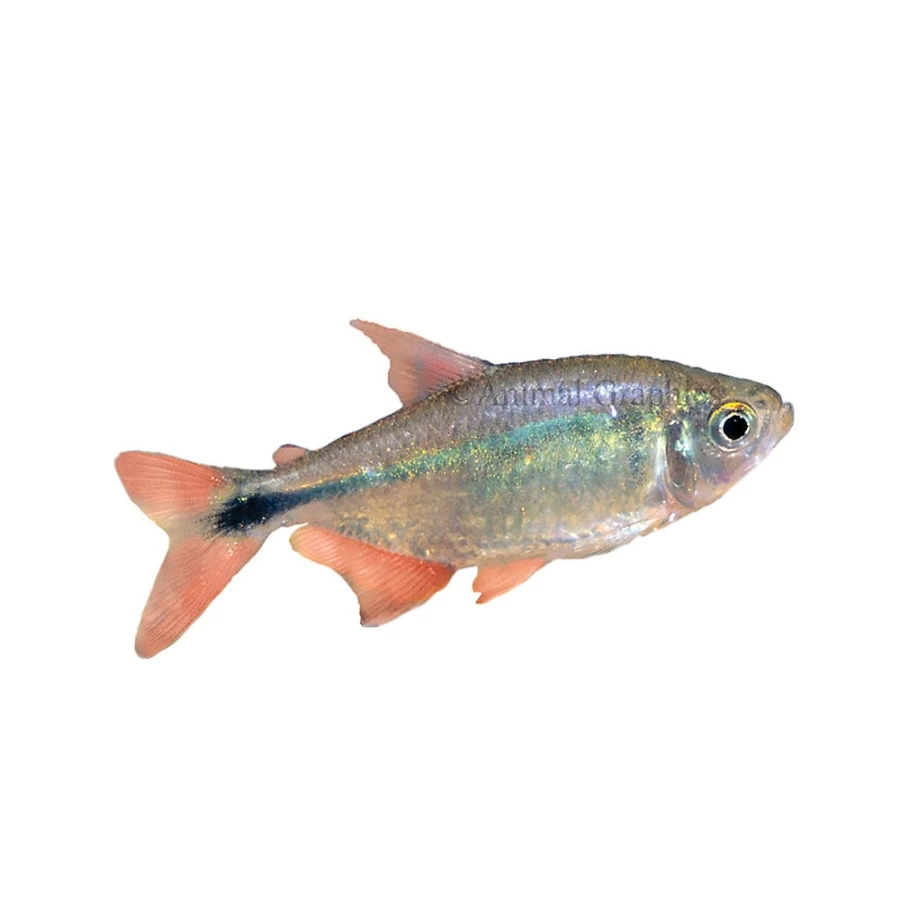 "PetSmart Buenos Aires Tetra Fish for Freshwater Aquariums"