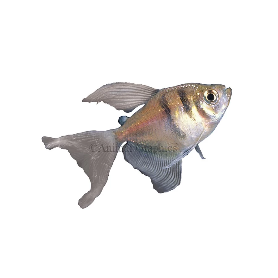 "PetSmart Long-Finned Skirt Tetra Fish for Freshwater Aquariums"