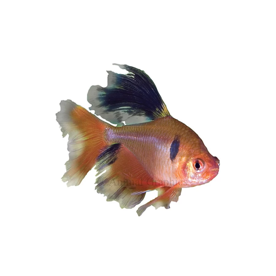 "PetSmart Long Fin Red Minor Tetra Fish for Aquarium – Vibrant Color & Hardy Species"