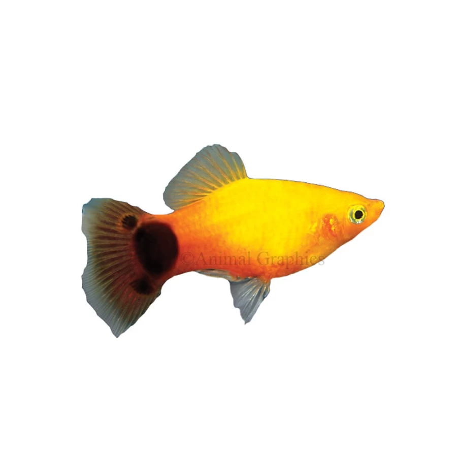PetSmart Sunburst Mickey Mouse Platy Tropical Fish for Aquariums