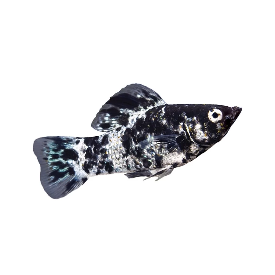 "PetSmart Dalmatian Molly Live Fish - Freshwater Aquarium Fish for Sale"