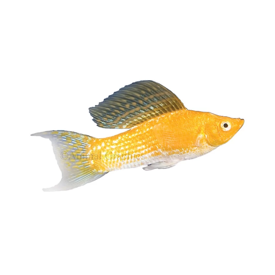 PetSmart Creamsicle Lyretail Molly Fish - Live Tropical Aquarium Fish for Sale