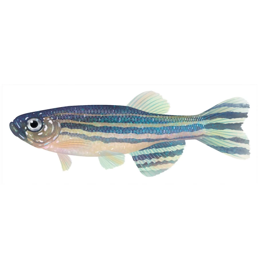 "PetSmart Long Fin Zebra Danio Tropical Fish for Freshwater Aquariums"