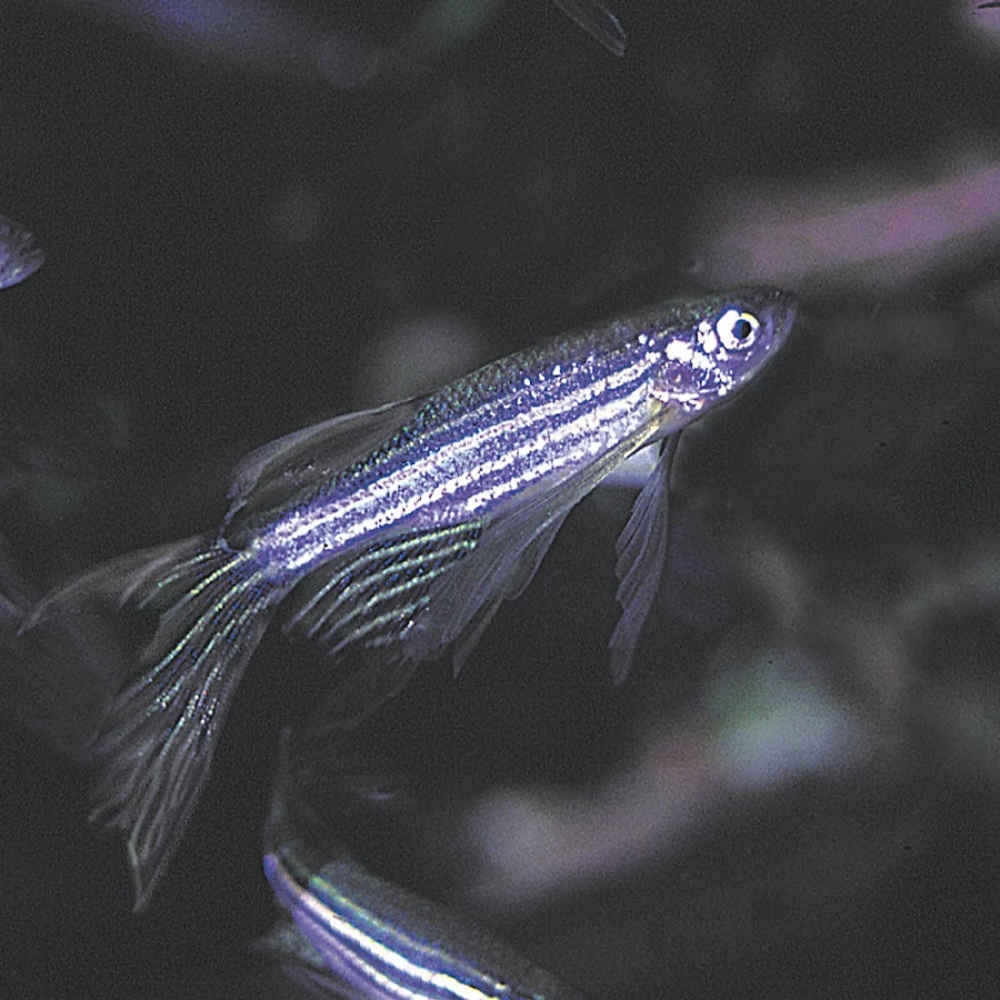 "PetSmart Long Fin Zebra Danio Tropical Fish for Freshwater Aquariums"