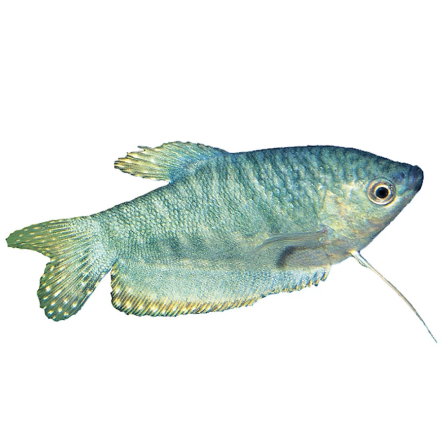 "PetSmart Opaline Gourami Fish - Live Aquarium Fish for Freshwater Tanks"