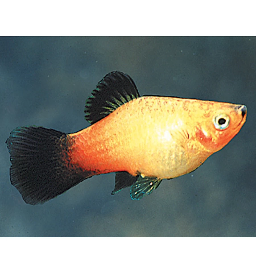 "PetSmart Sunburst Wag Platy Live Tropical Fish for Aquariums"