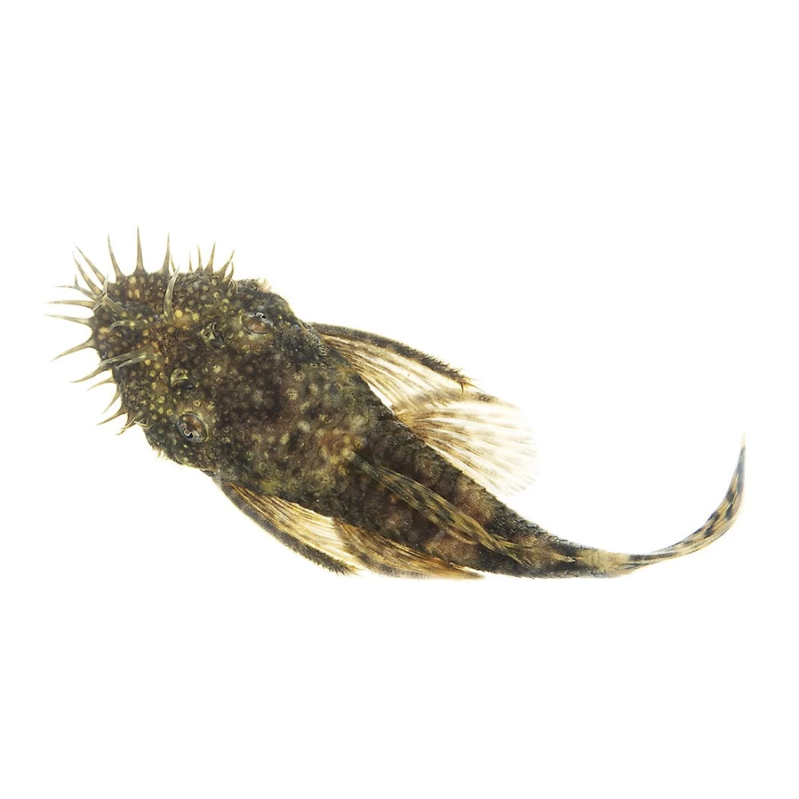 "PetSmart Bristlenose Pleco – Live Freshwater Algae Eater Fish for Aquariums"