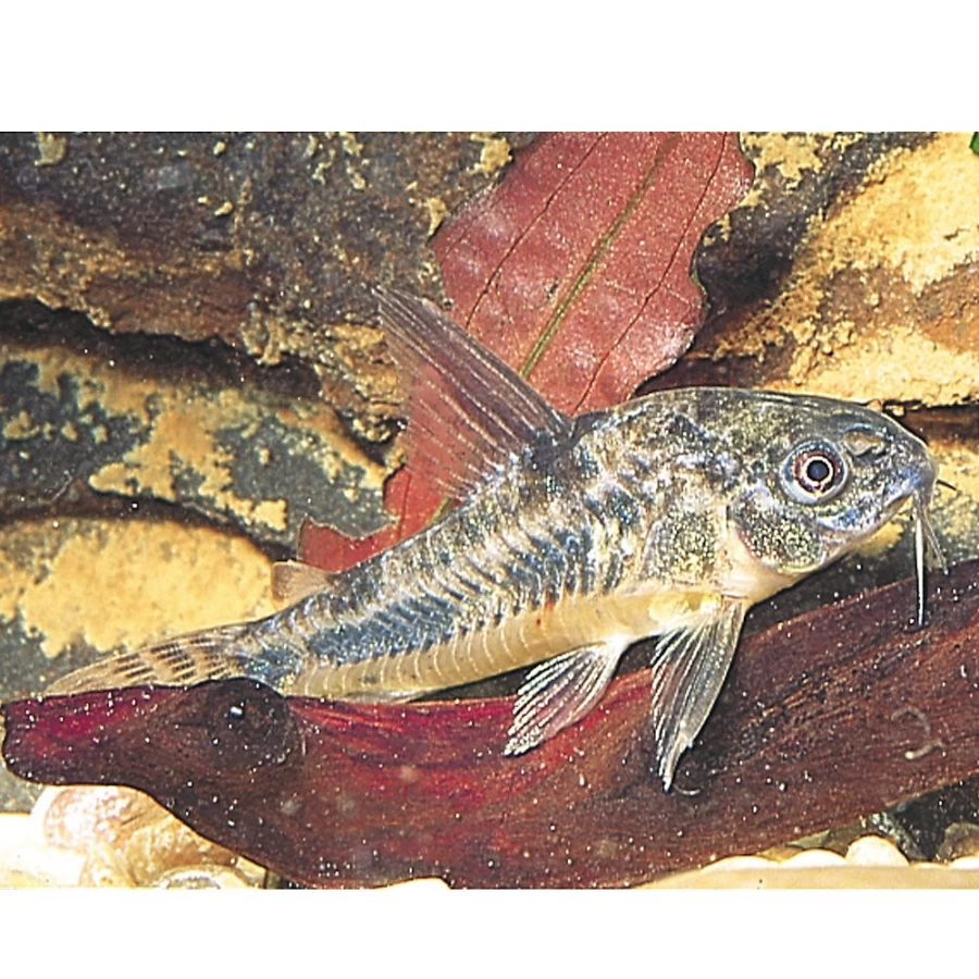 "PetSmart Cory Catfish - Live Freshwater Aquarium Fish for Sale"