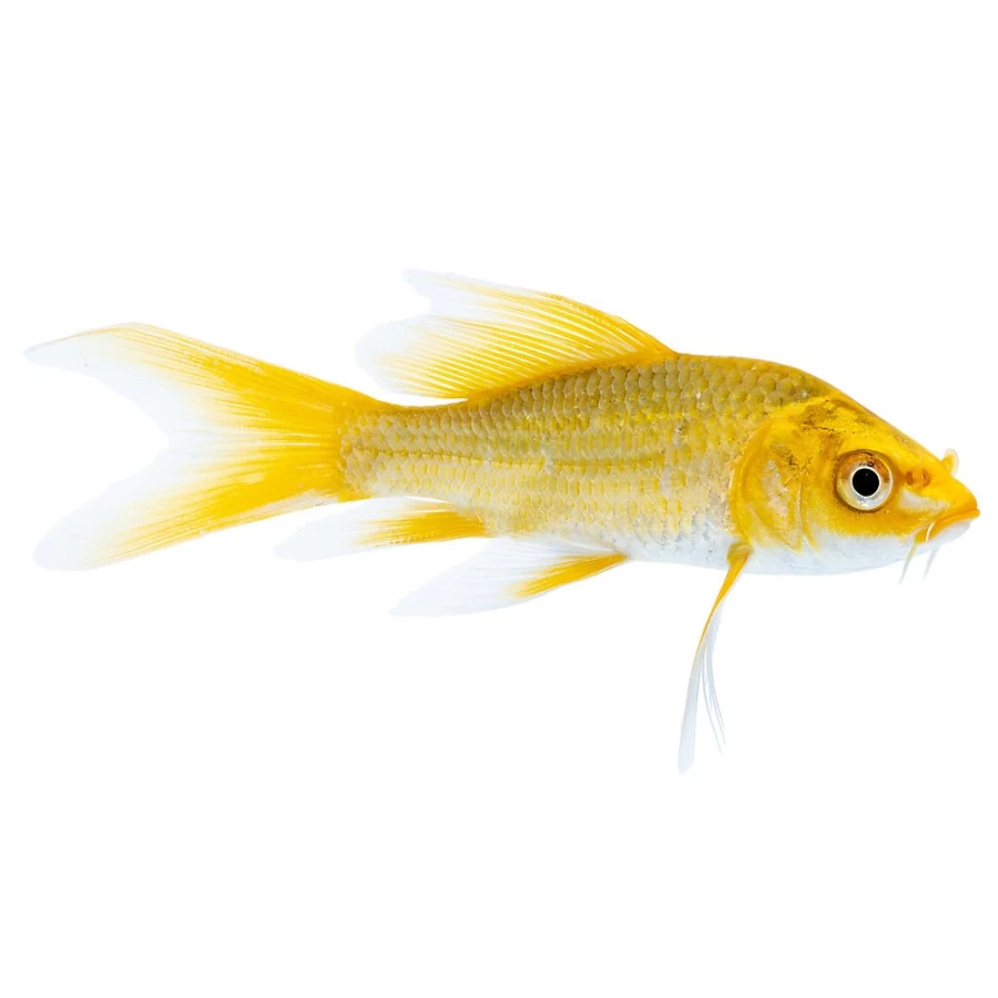 "PetSmart Premium Butterfly Koi Fish for Ponds - Vibrant Colors, Healthy Live Fish"