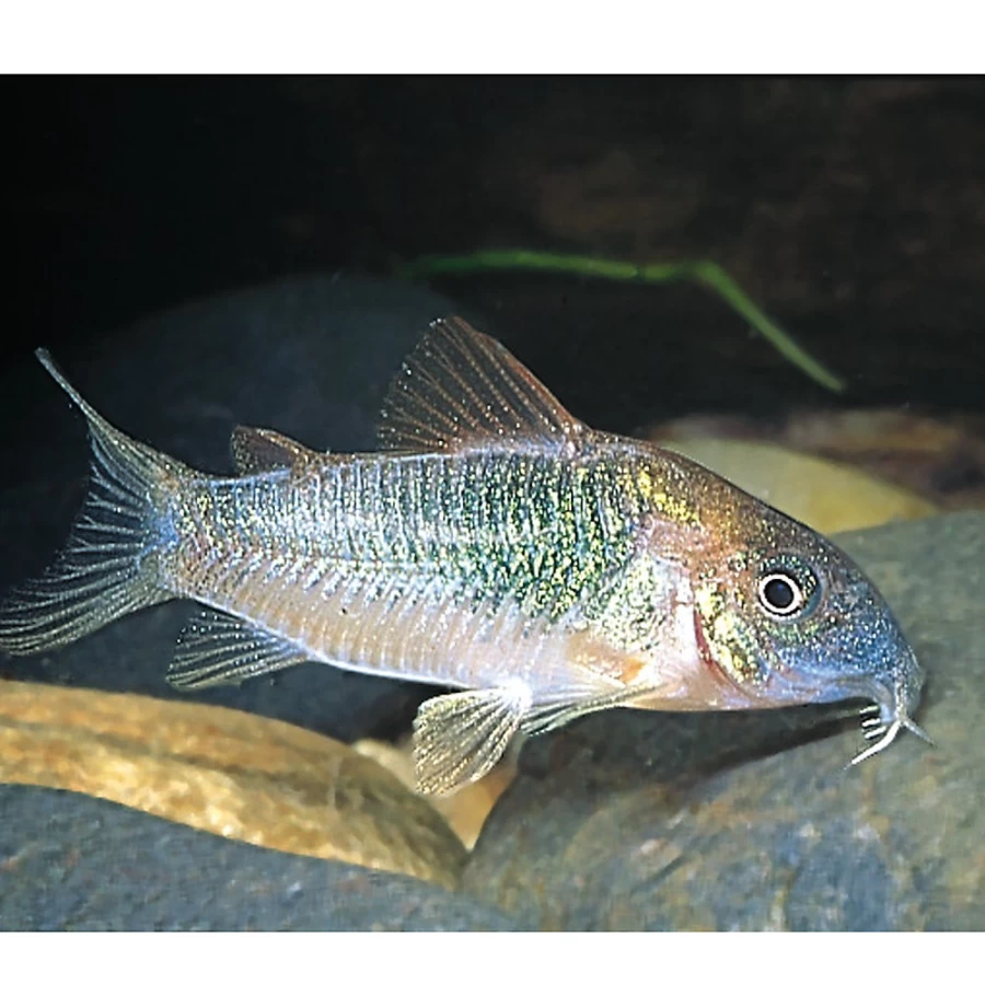 "PetSmart Cory Catfish - Live Freshwater Aquarium Fish for Sale"