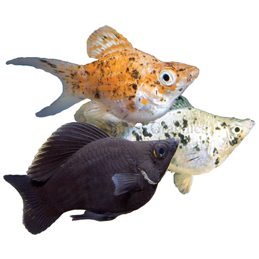 "PetSmart Balloon Belly Molly Fish - Live Aquarium Fish for Freshwater Tanks"