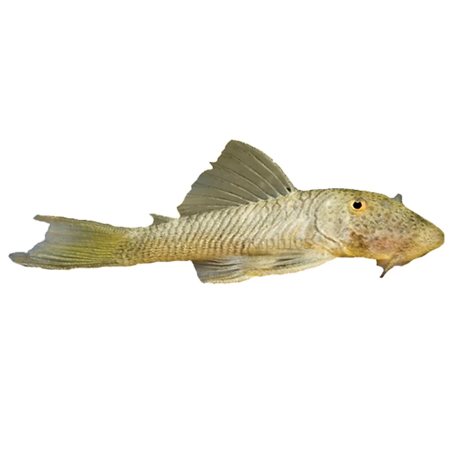 "PetSmart Rubber Lip Plecostomus - Tropical Algae-Eating Fish for Freshwater Aquariums"