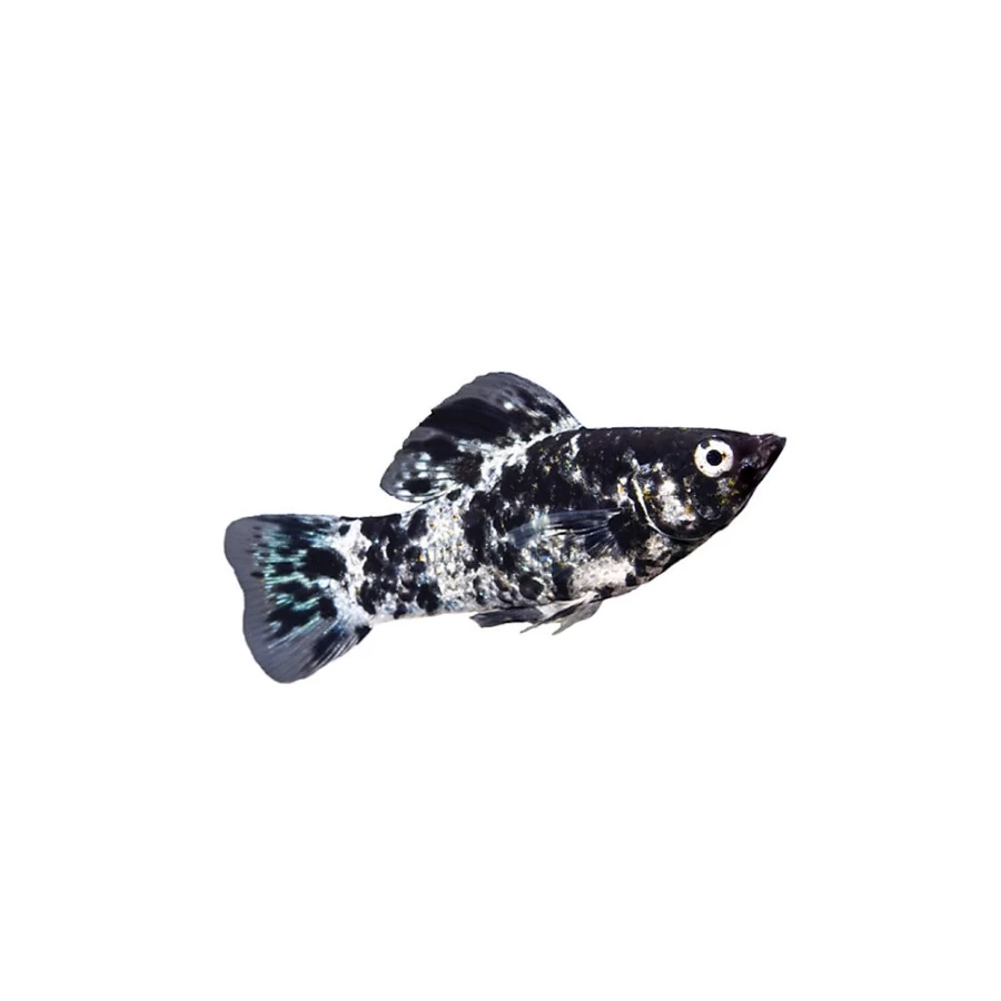 PetSmart Dalmatian Lyretail Molly Live Tropical Fish for Aquariums