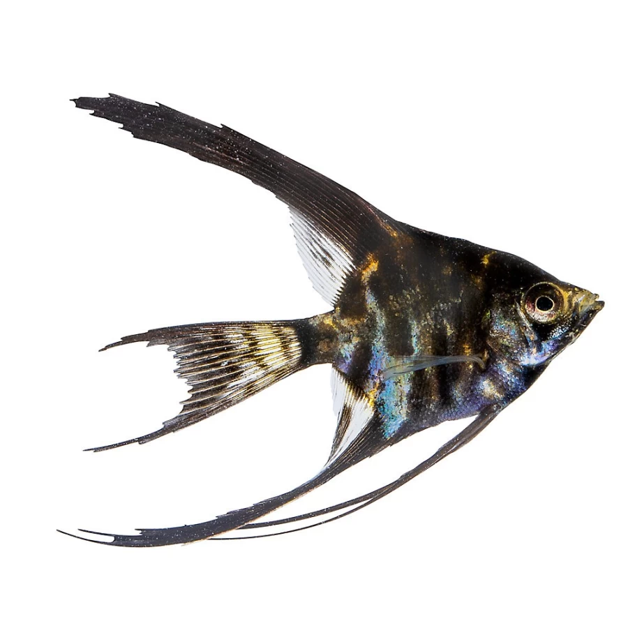 "PetSmart Assorted Veil Tail Angels - Colorful Freshwater Aquarium Fish for Sale"
