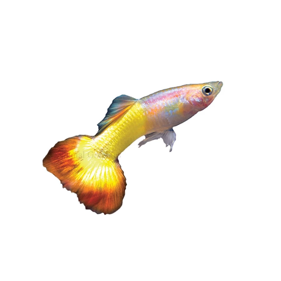 "PetSmart Tequila Sunrise Delta Guppy Live Tropical Fish for Aquariums"