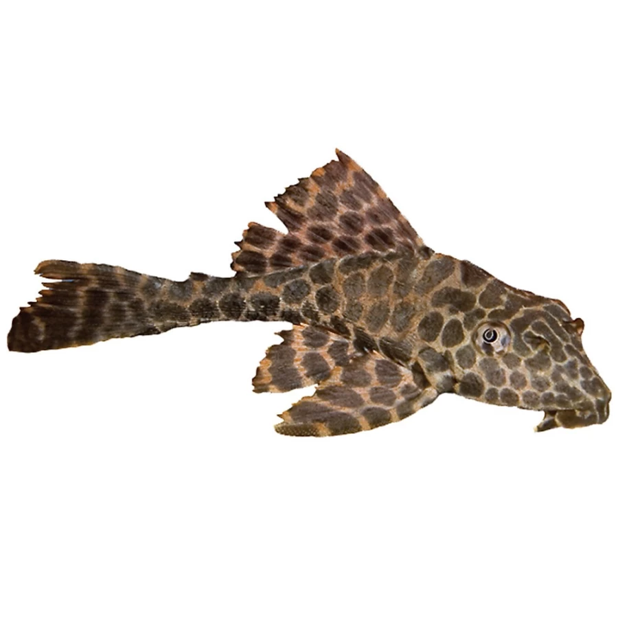 "PetSmart High Fin Spotted Pleco – Live Tropical Fish for Aquariums"