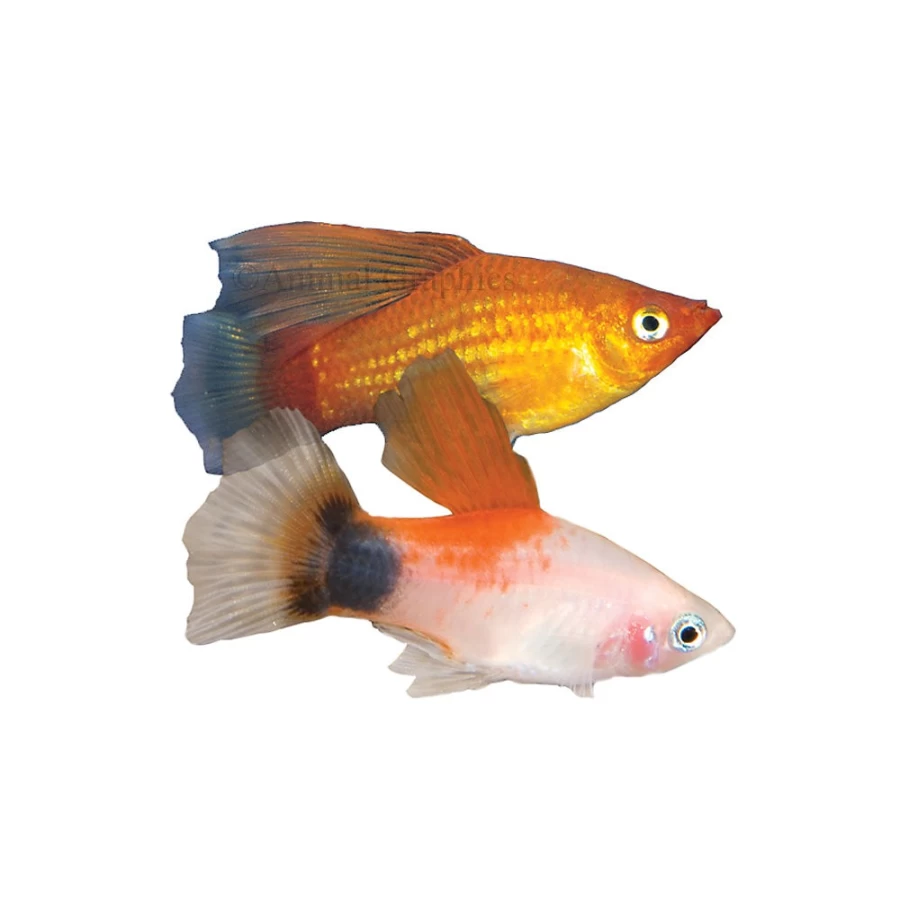 PetSmart High-Fin Platy Live Tropical Fish for Aquariums, Vibrant Colors & Easy Care