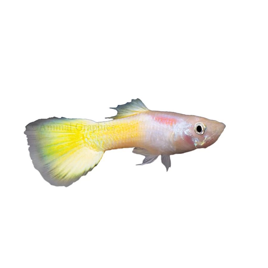 "PetSmart Yellow Guppy Live Tropical Fish for Aquariums"
