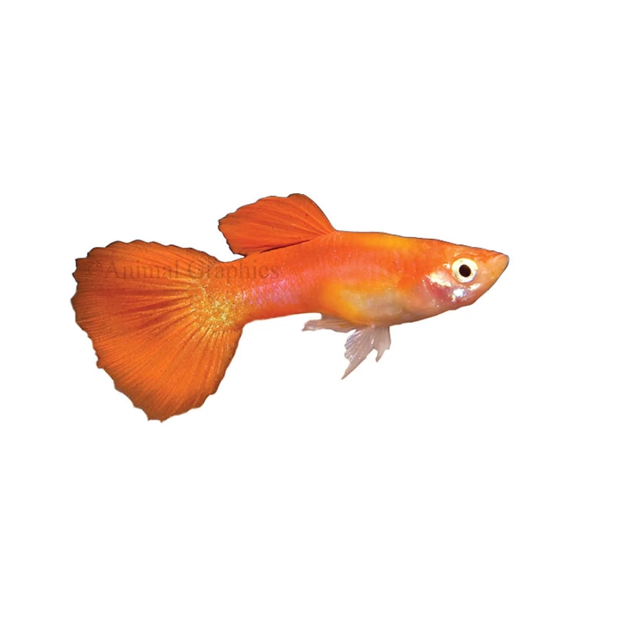 PetSmart Premium Blonde Delta Tail Guppy - Vibrant Live Aquarium Fish for Tropical Tanks