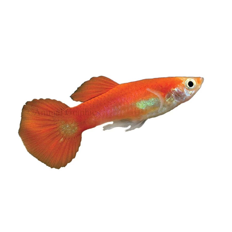 "PetSmart Red Gold Tuxedo Guppy - Premium Live Aquarium Fish for Sale"