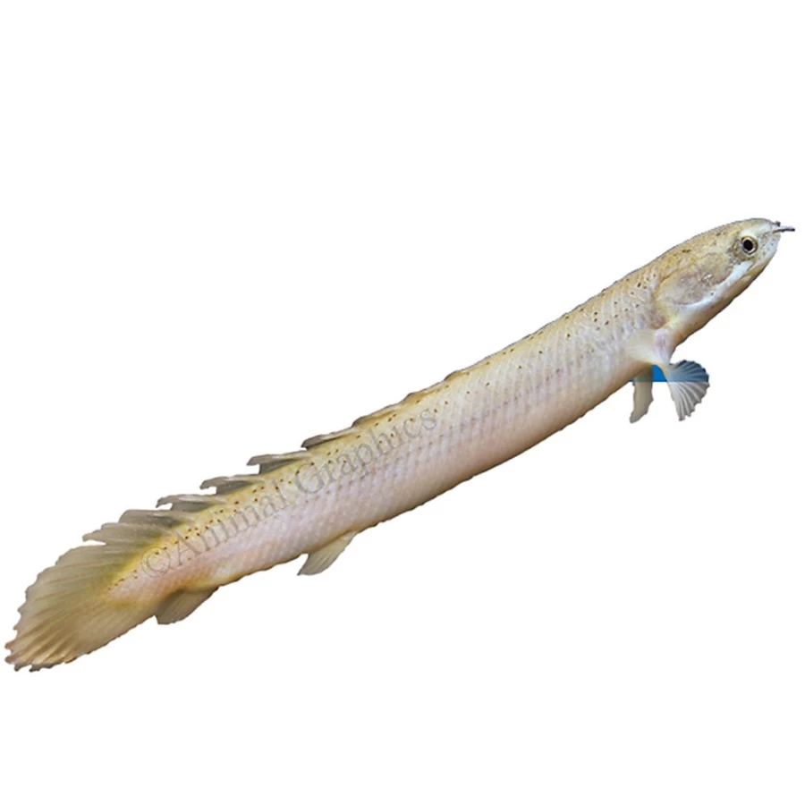 PetSmart Dinosaur Bichir - Live Aquarium Fish for Freshwater Tanks