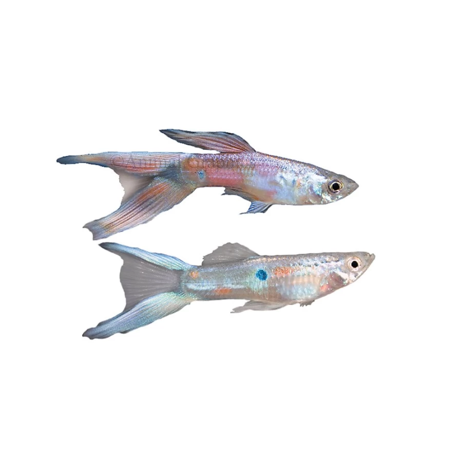 PetSmart Lyretail Delta Guppy - Vibrant Color Live Tropical Fish for Aquariums