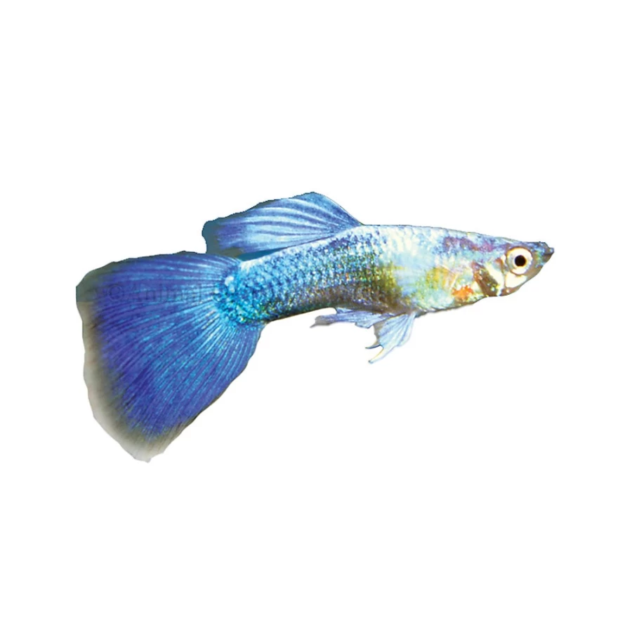 PetSmart Turquoise Guppy Live Fish for Aquariums - Vibrant Color, Easy Care