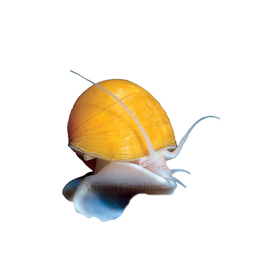 "PetSmart Ivory Mystery Snail - Live Freshwater Aquarium Snail for Fish Tanks"