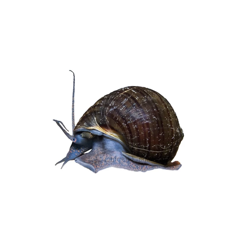 "PetSmart Mystery Snail - Live Freshwater Aquarium Snails for Fish Tanks"