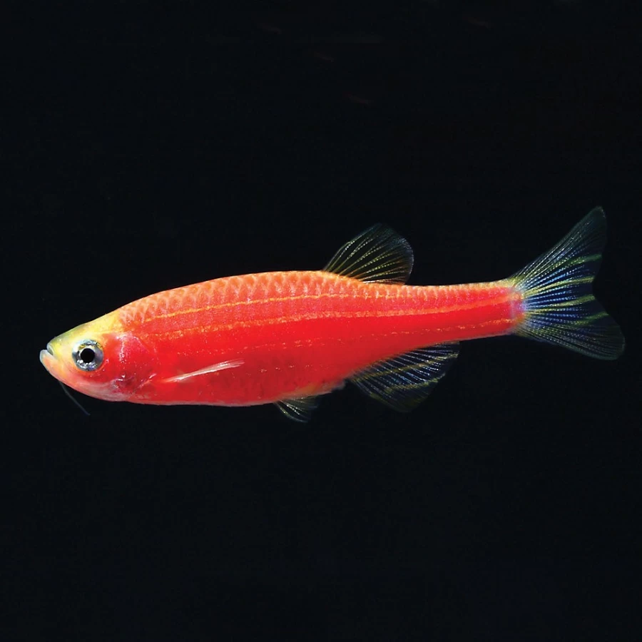 PetSmart GloFish Starfire Red Danio - Fluorescent Tropical Fish for Aquariums