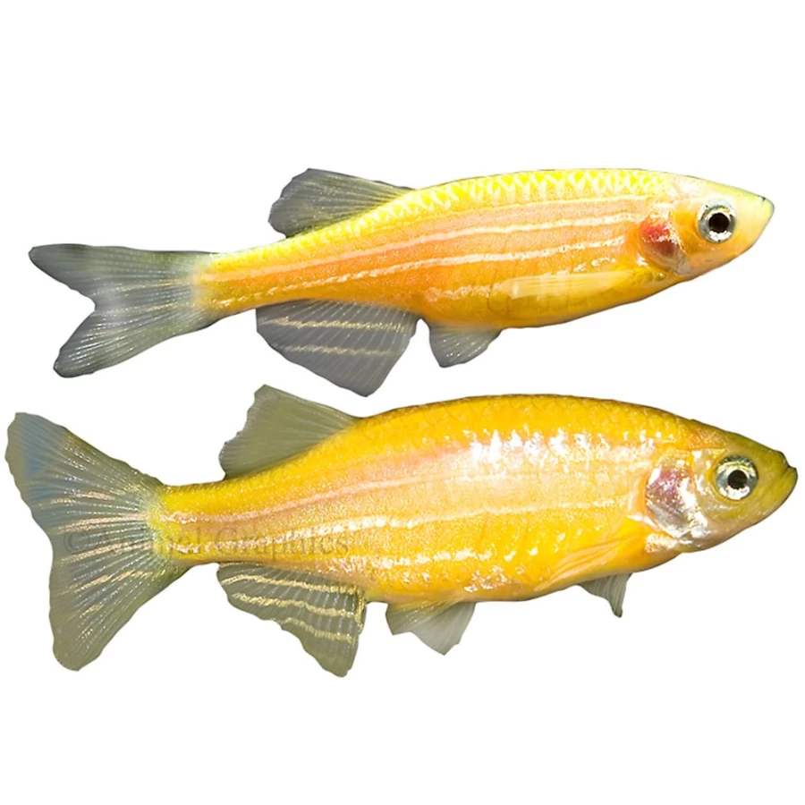 PetSmart GloFish Sunburst Orange Danio - Bright Fluorescent Tropical Fish for Aquariums