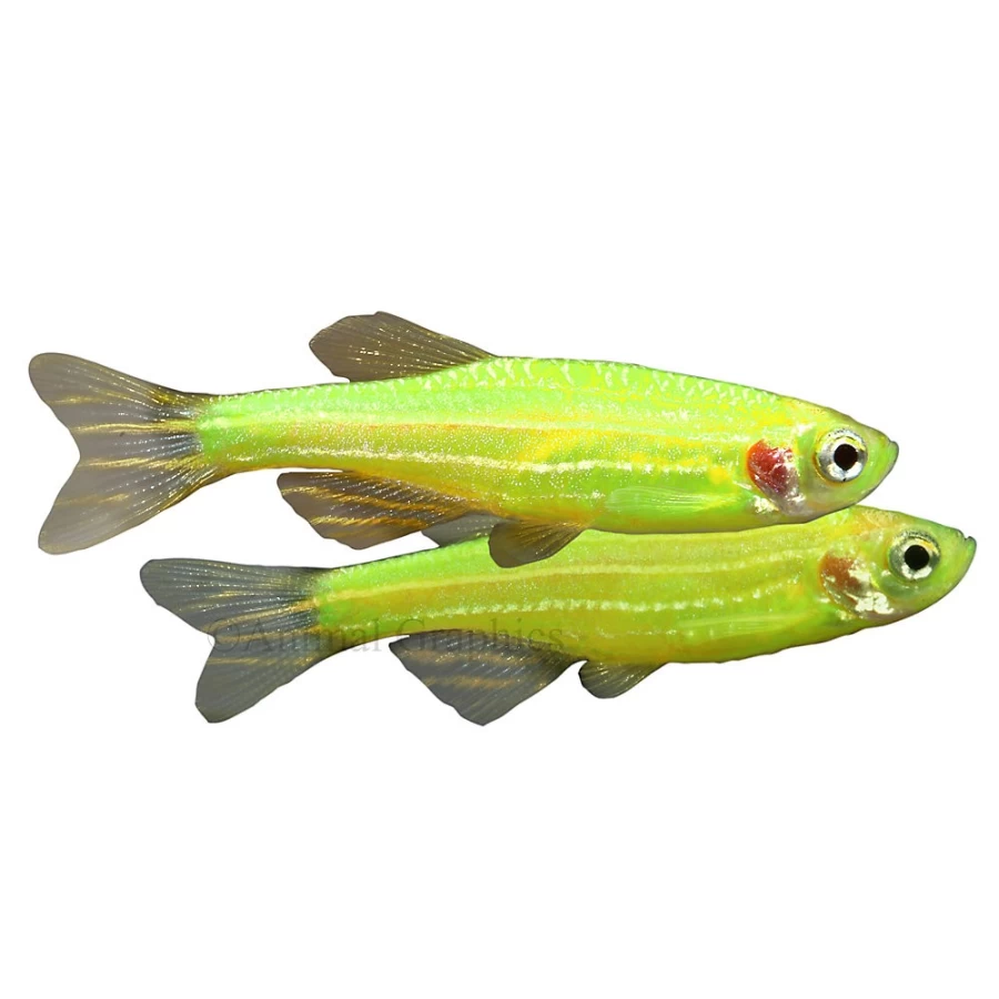 PetSmart GloFish Electric Green Danio - Fluorescent Zebra Fish for Aquariums