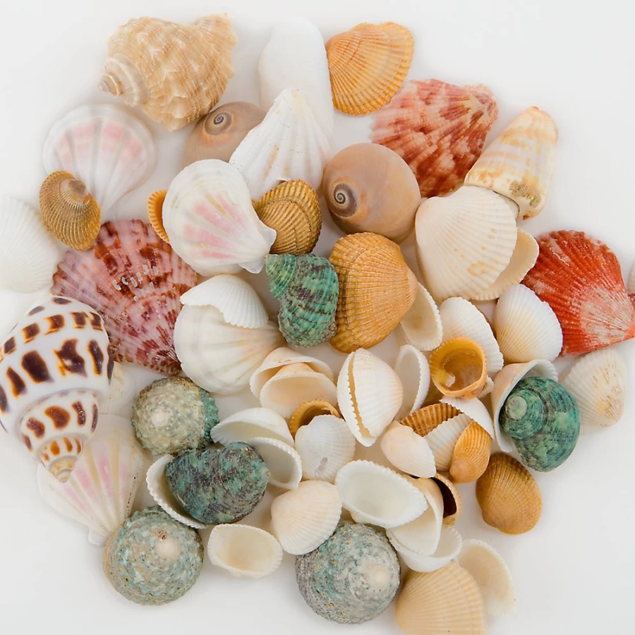 PetSmart Top Fin Assorted Seashell Decor for Aquariums - Natural Shell Ornaments for Fish Tanks