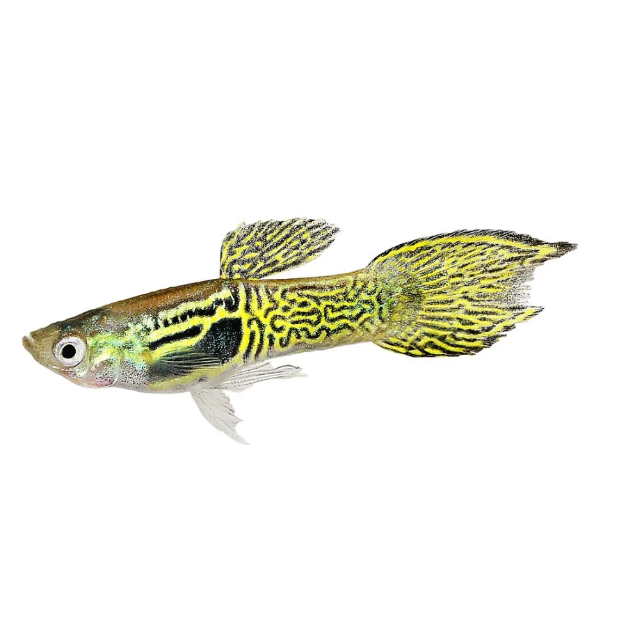 PetSmart Male Cobra Endler's Livebearer - Vibrant Tropical Fish for Aquariums
