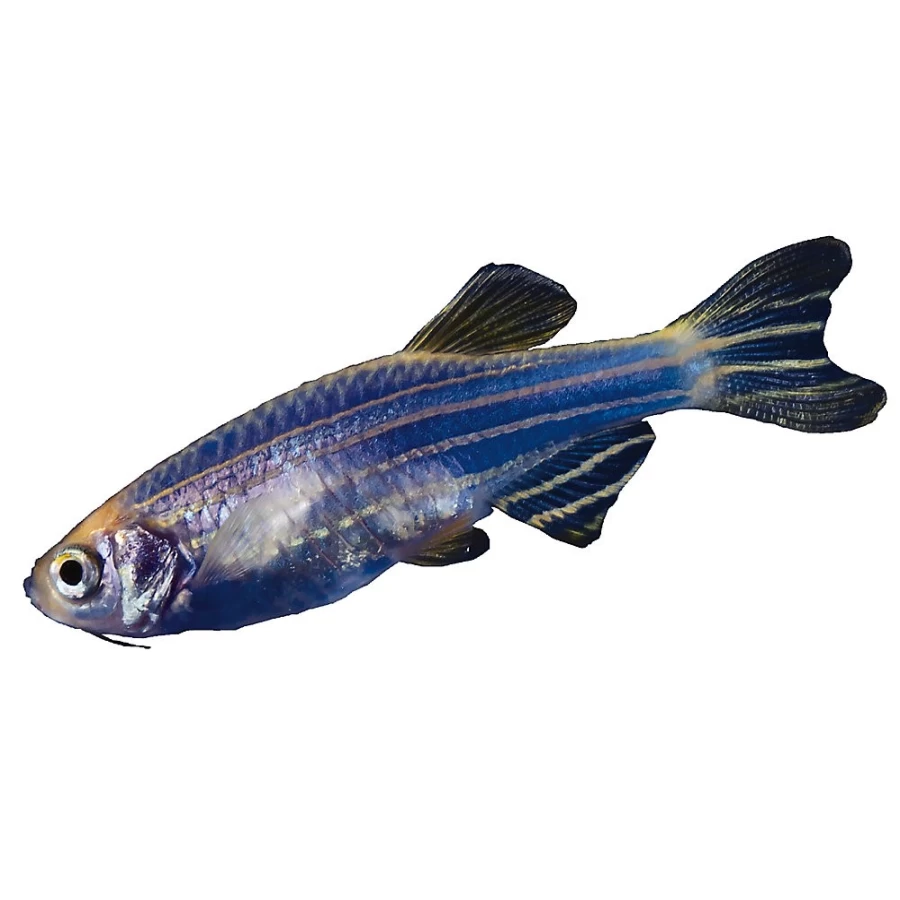 PetSmart GloFish Cosmic Blue Danio - Vibrant Fluorescent Freshwater Fish for Aquariums