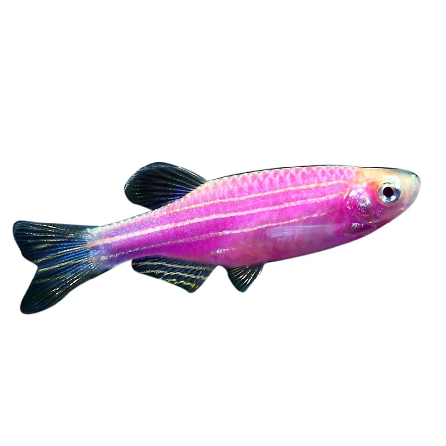 GloFish Galactic Purple Danio - Bright Glowing Fish for Aquariums | PetSmart
