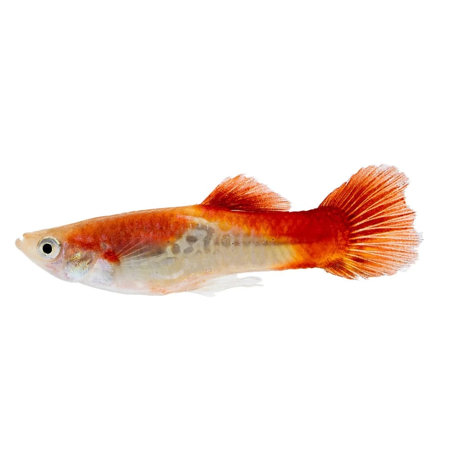 "PetSmart Mixed Male Cobra Guppy Live Tropical Fish for Aquariums"