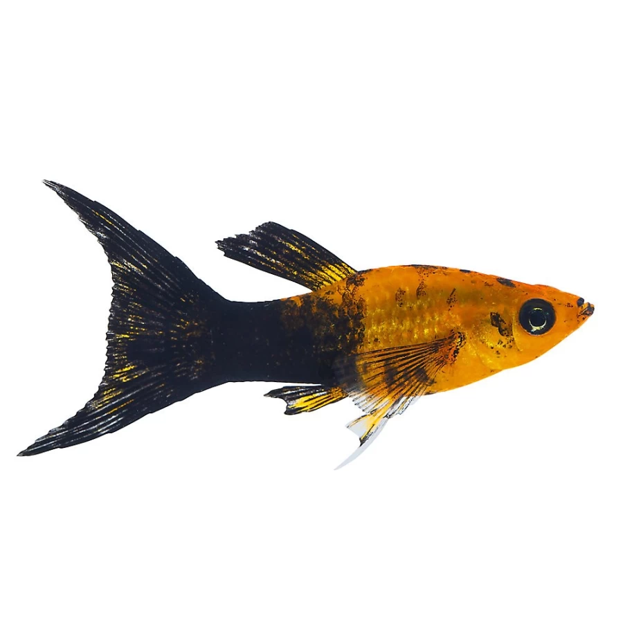 "PetSmart Gold Panda Lyretail Molly Live Tropical Fish for Aquariums"