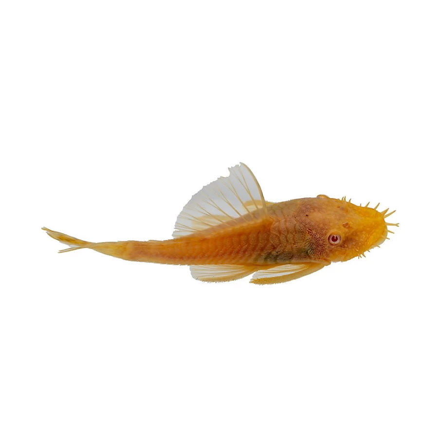 "PetSmart Albino Bristlenose Pleco - Rare Freshwater Aquarium Catfish for Sale"