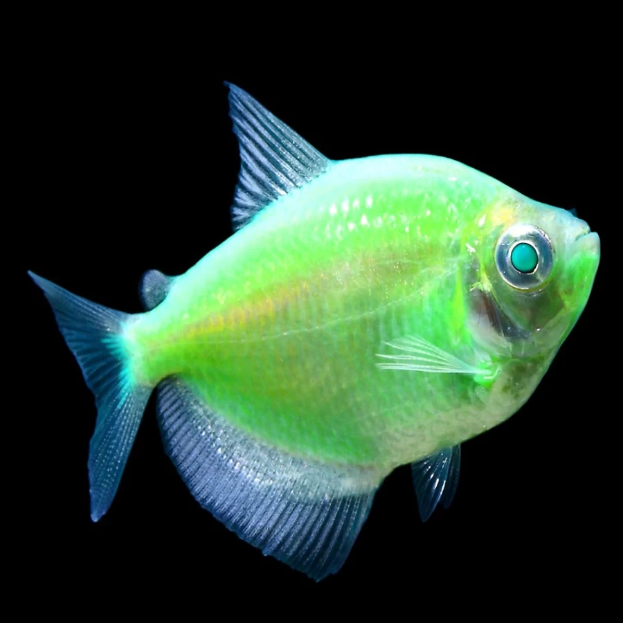 GloFish Electric Green Tetra Fluorescent Fish - Bright PetSmart Live Aquarium Fish for Freshwater Tanks
