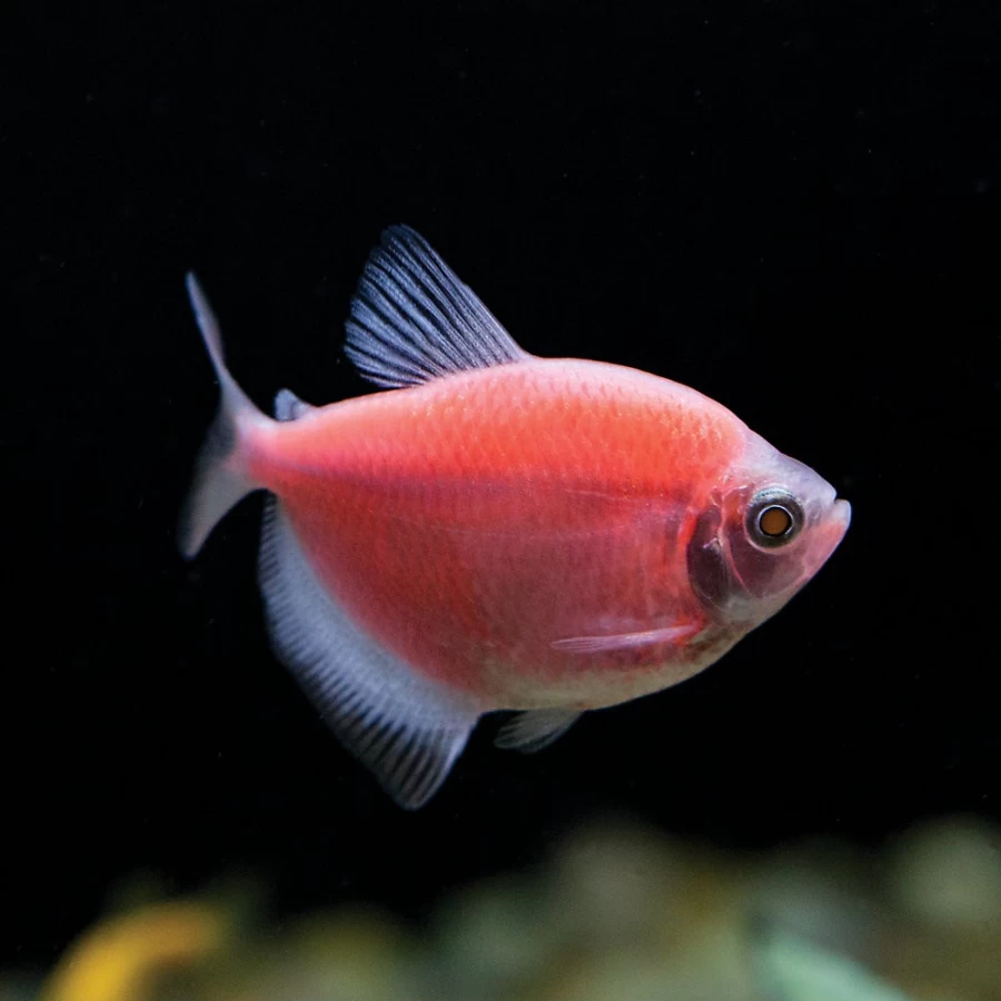 GloFish Moonrise Tetra Tropical Fish for Aquarium - PetSmart Exclusive Bright Color Fish